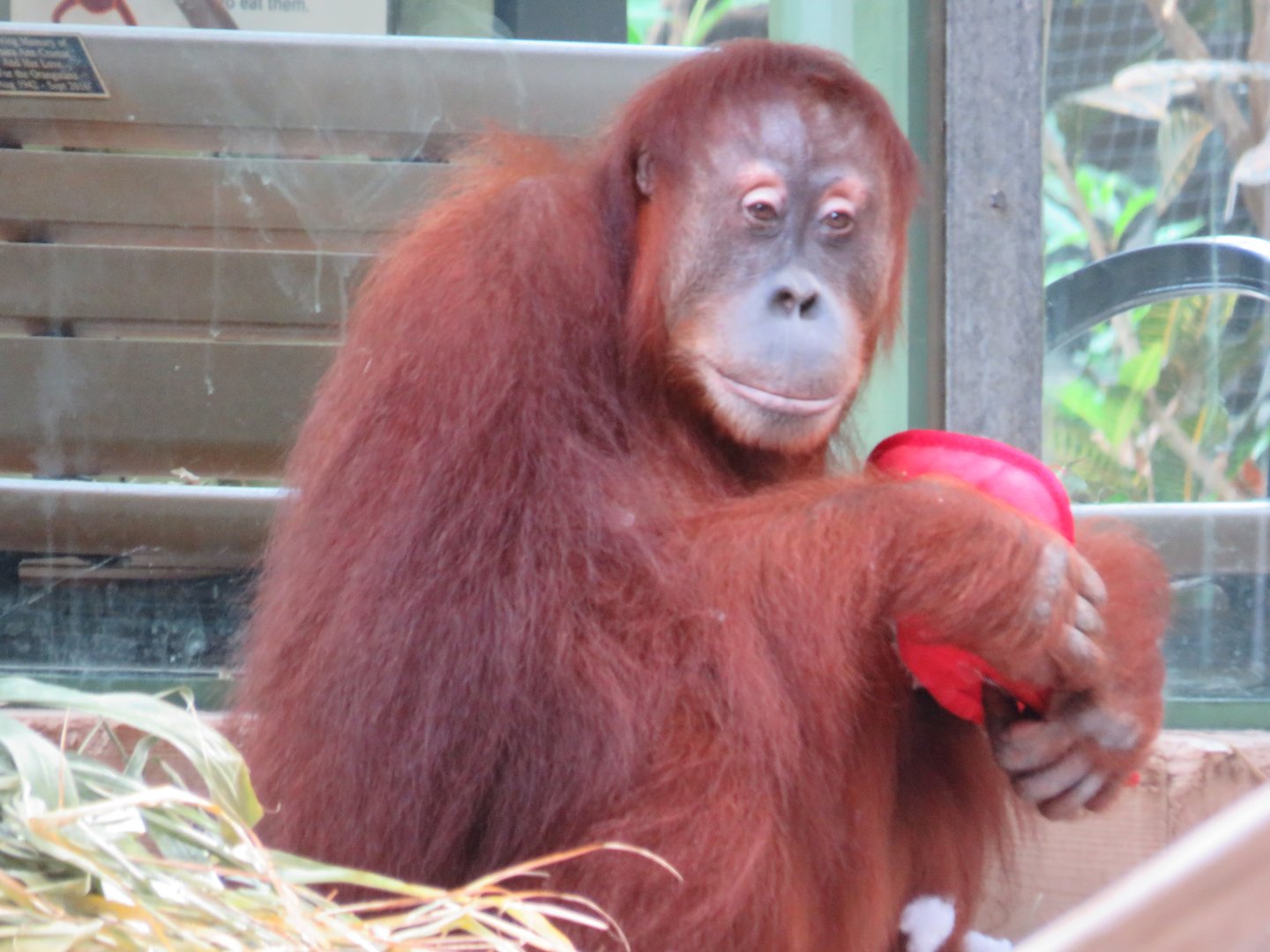 Sumatran orangutan