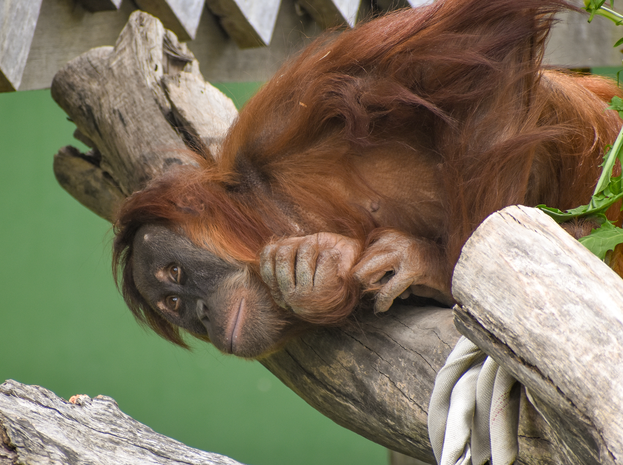 Sumatran Orangutan