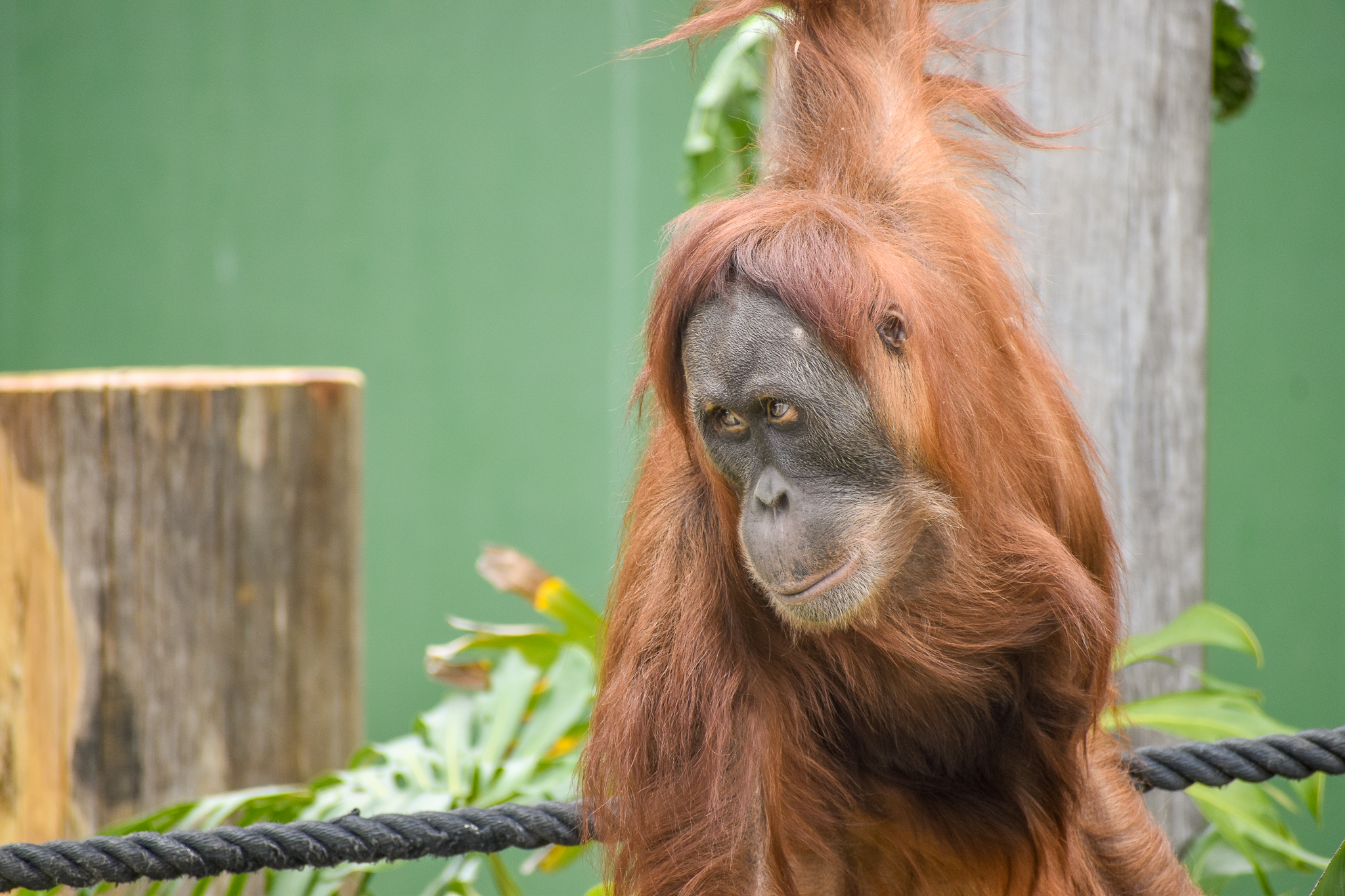 Sumatran Orangutan