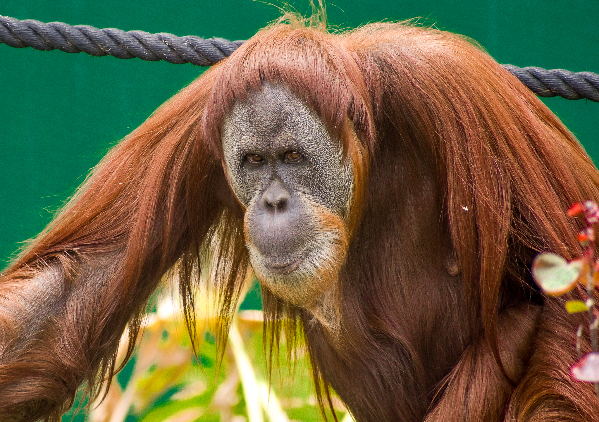 Sumatran Orangutan