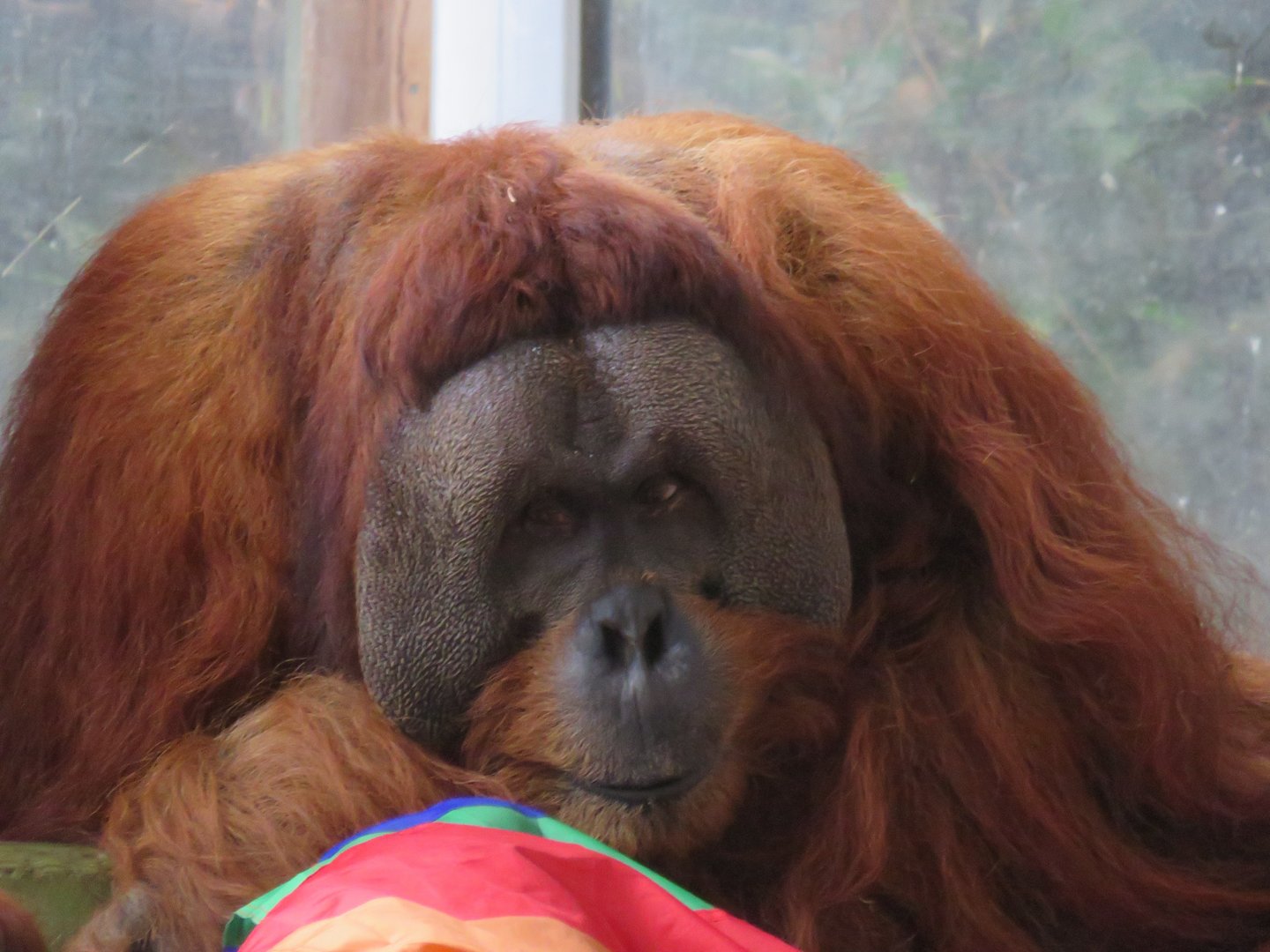 Sumatran orangutan