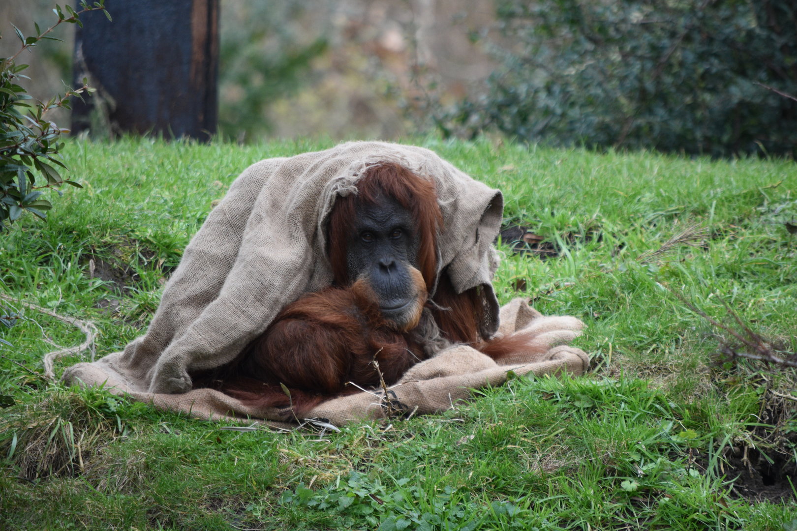 Sumatran orangutan