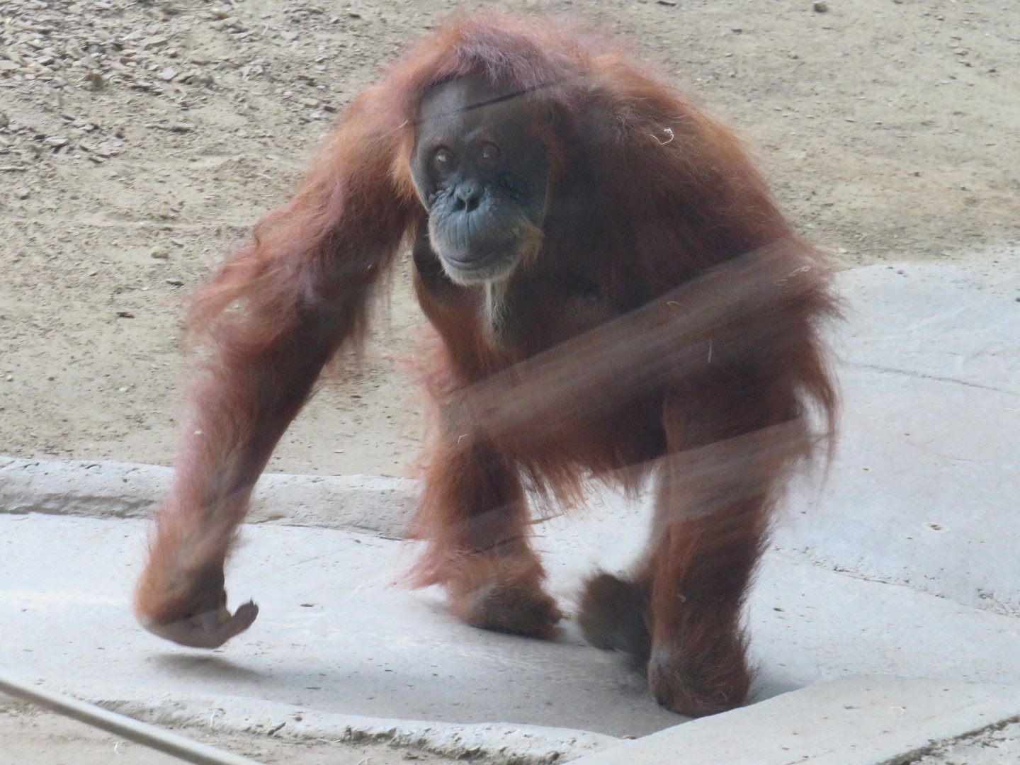 Sumatran orangutan