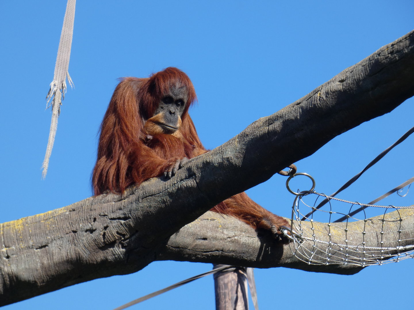 Sumatran orangutan