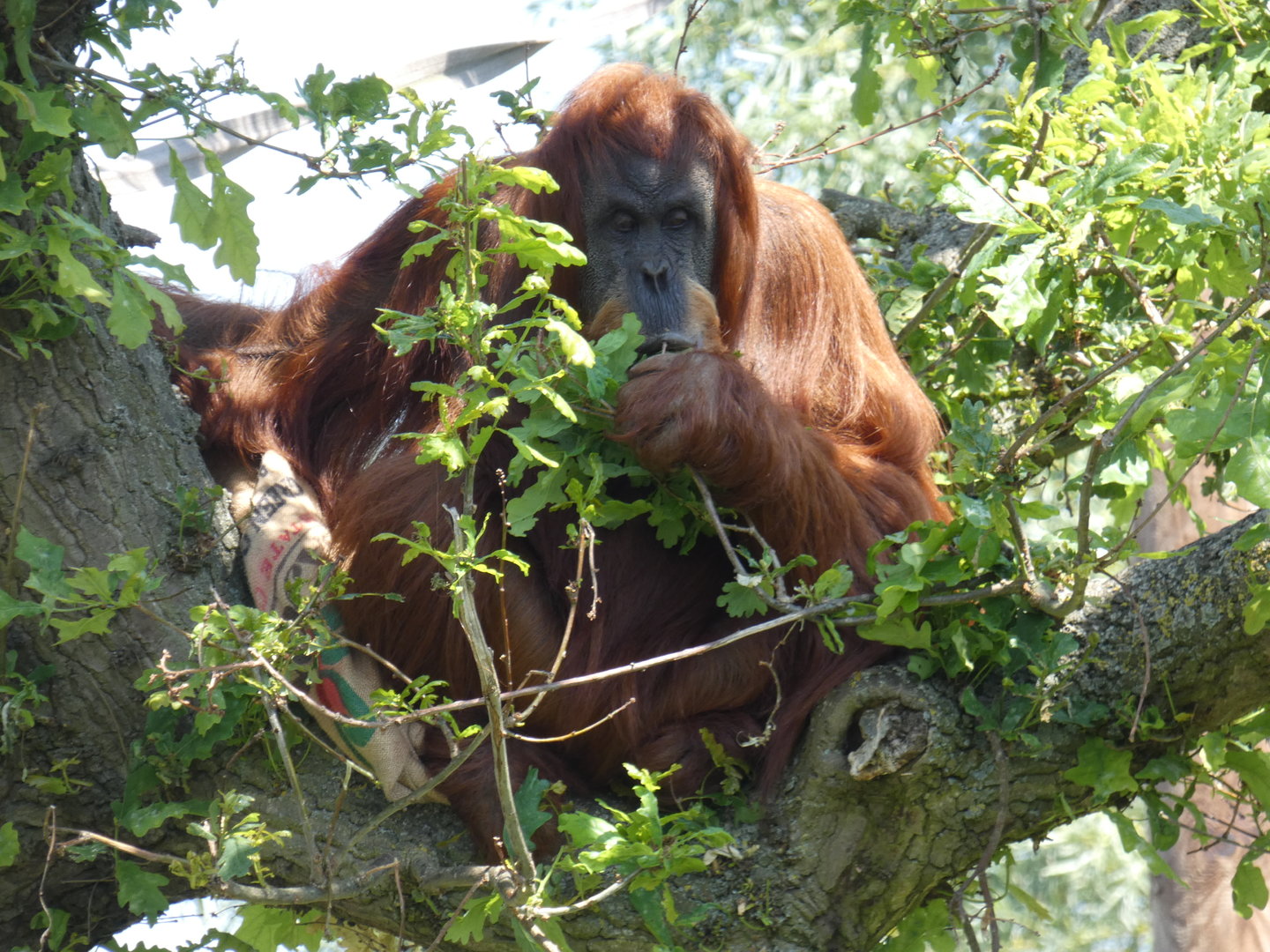 Sumatran orangutan