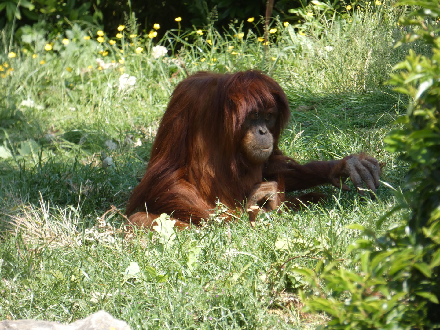 Sumatran orangutan