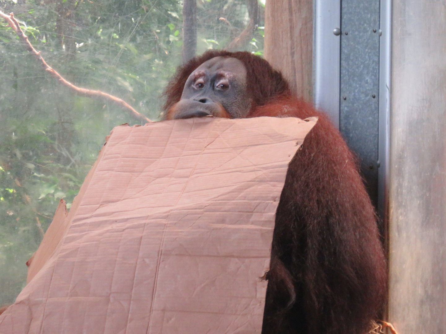 Sumatran orangutan