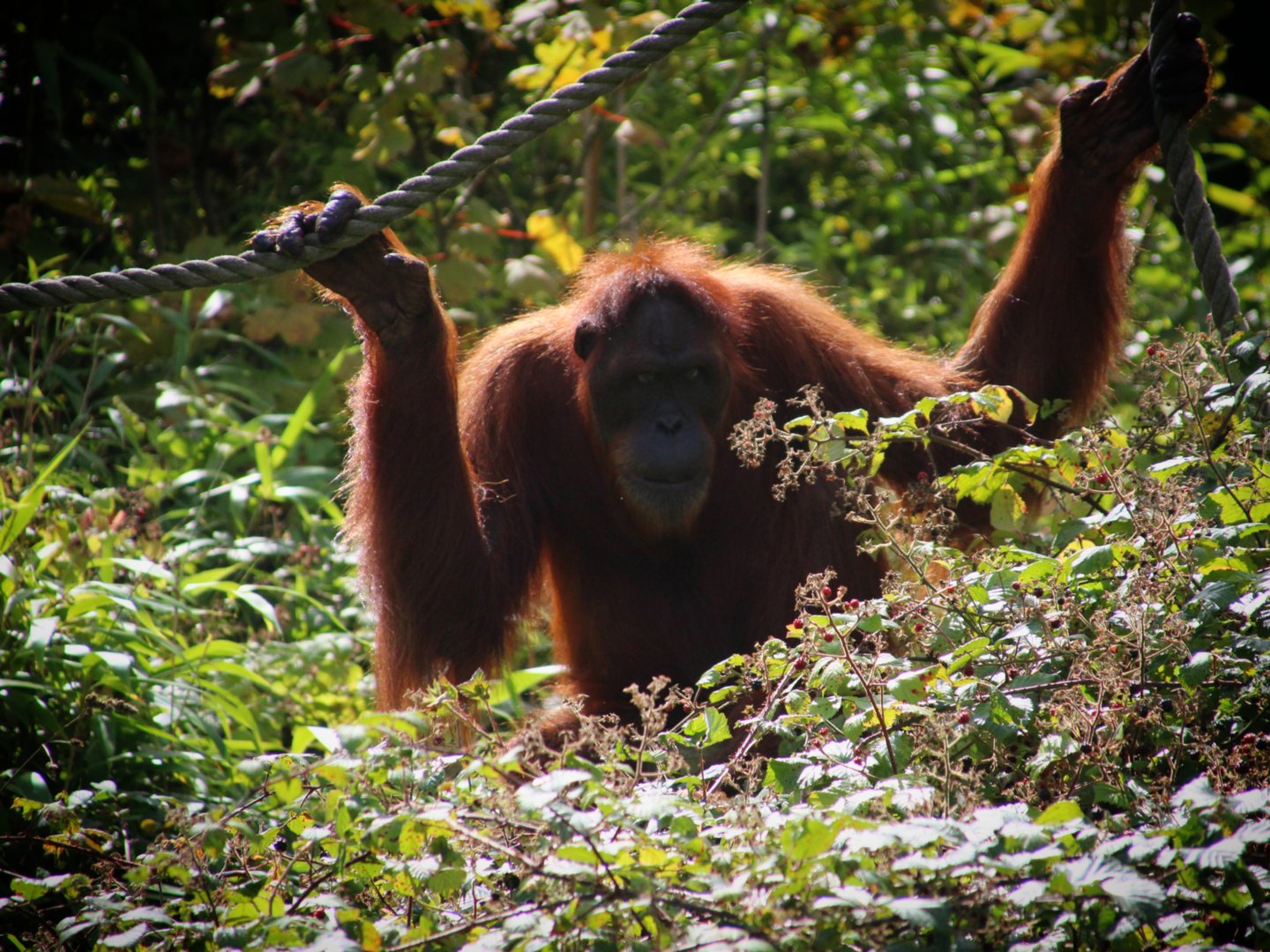 Sumatran Orangutan
