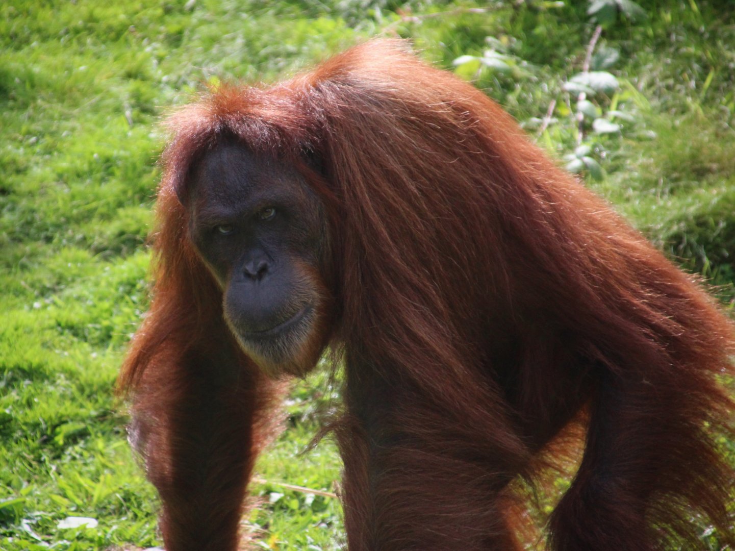 Sumatran Orangutan