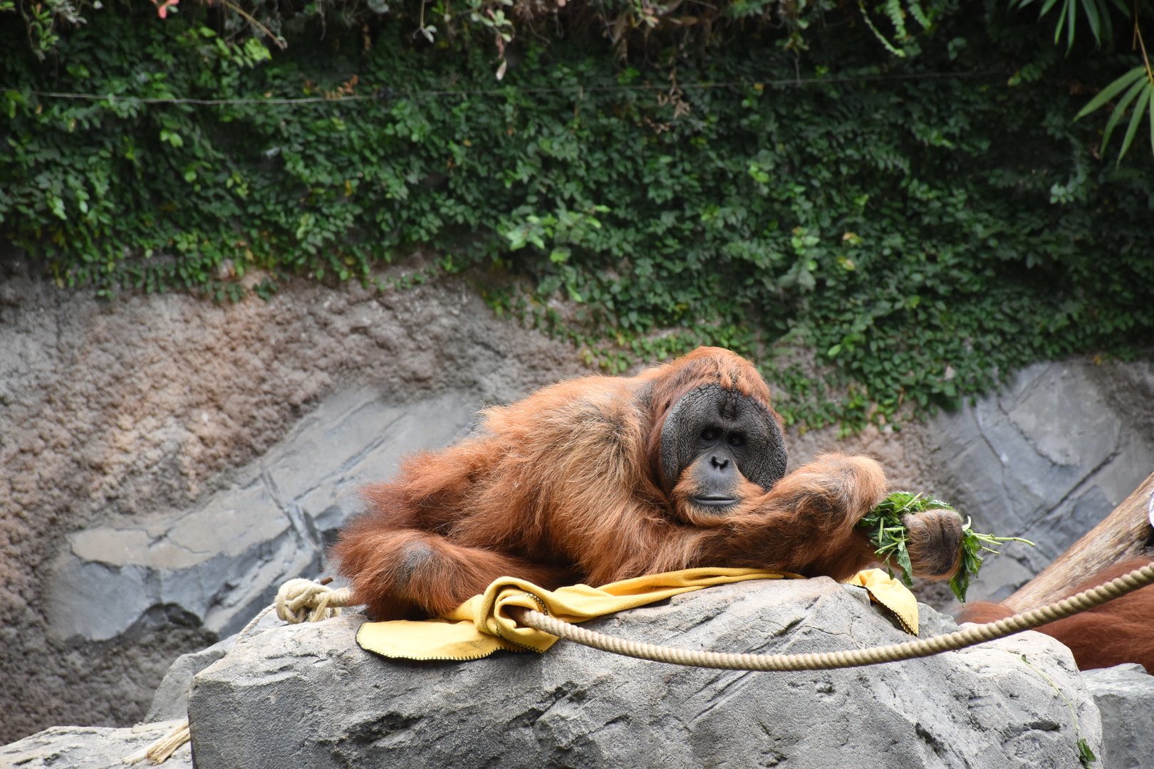 Sumatran orangutan