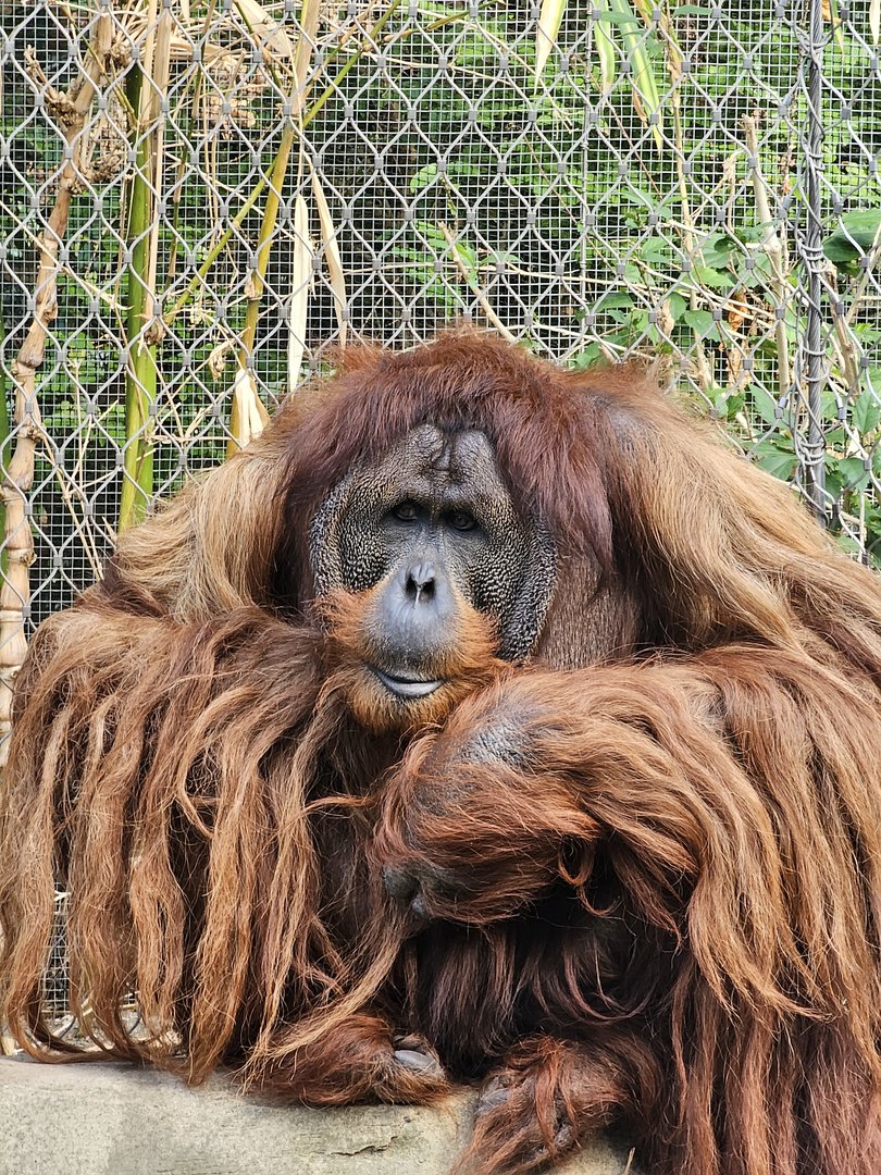 Sumatran Orangutan