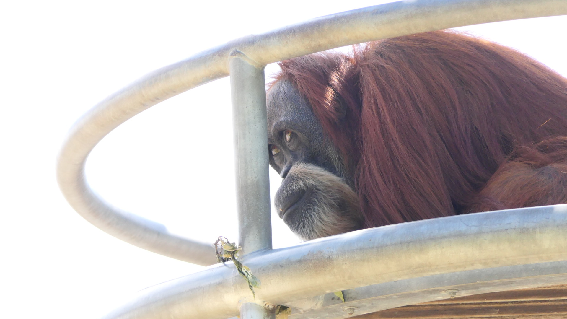 Sumatran Orangutan