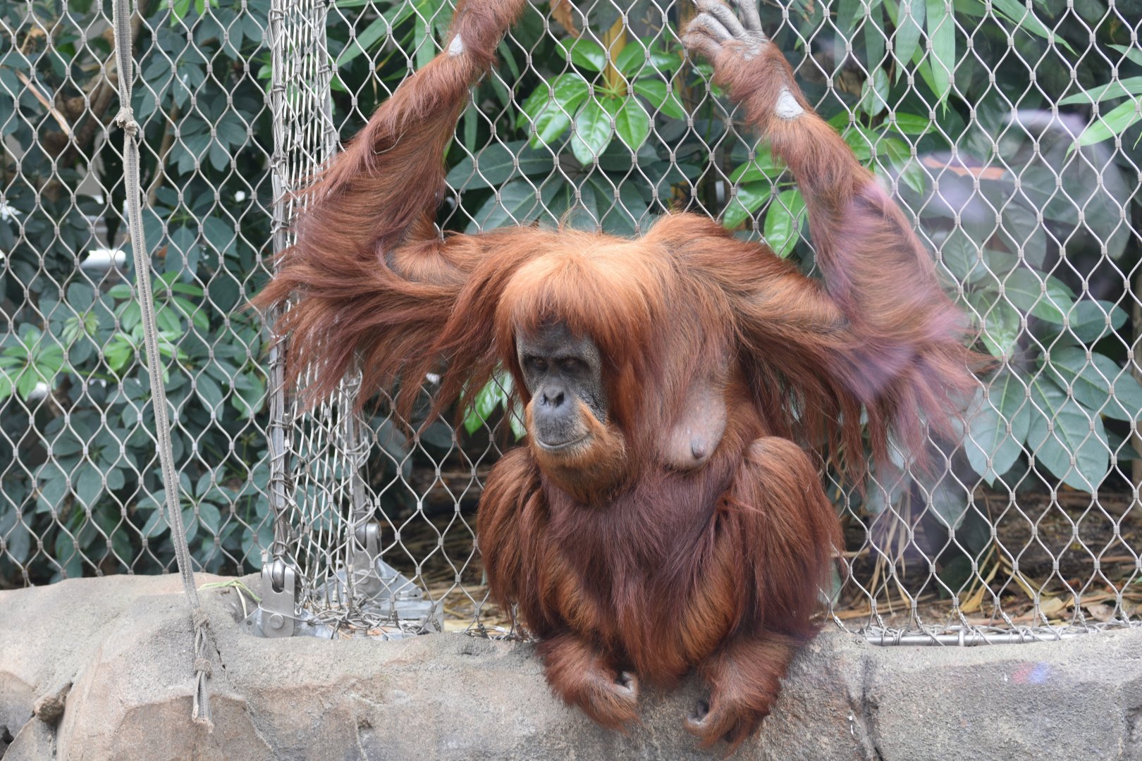 Sumatran orangutan