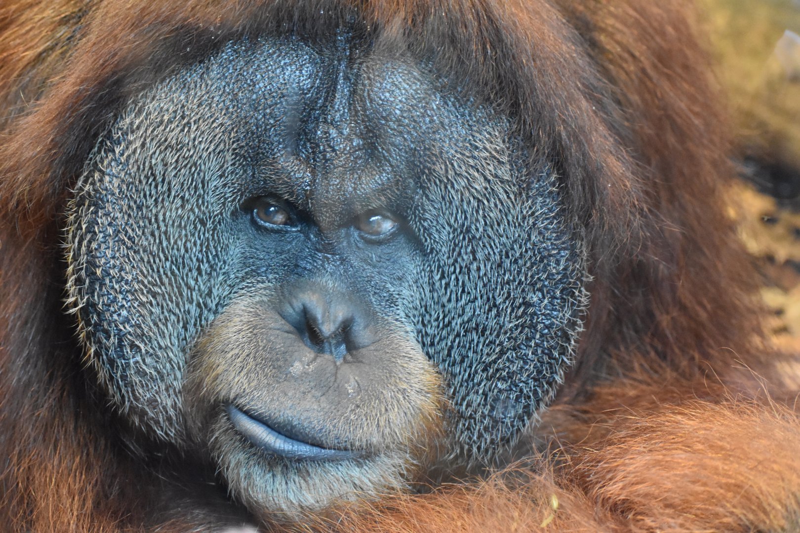 Sumatran Orangutan