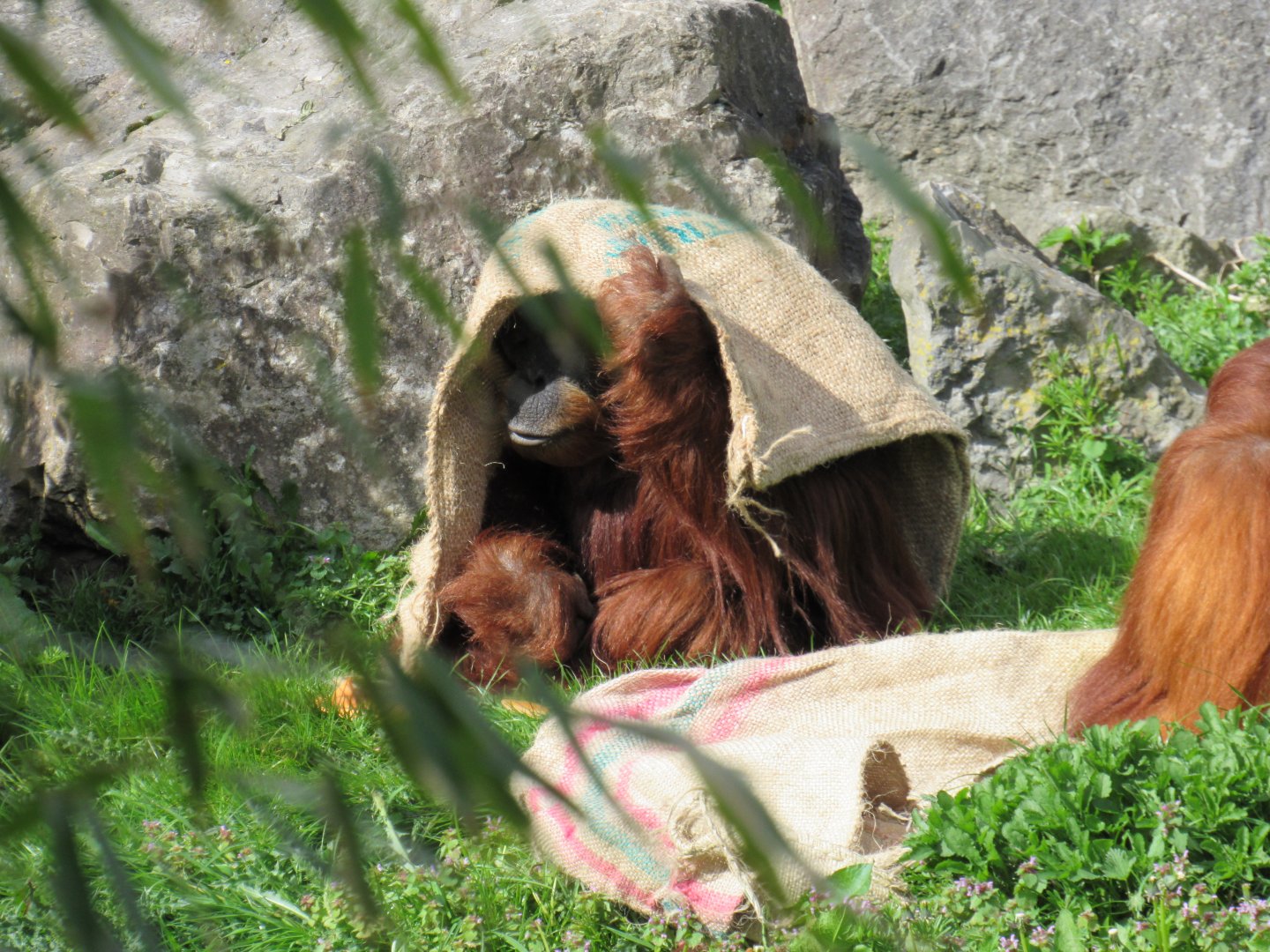 Sumatran orangutan