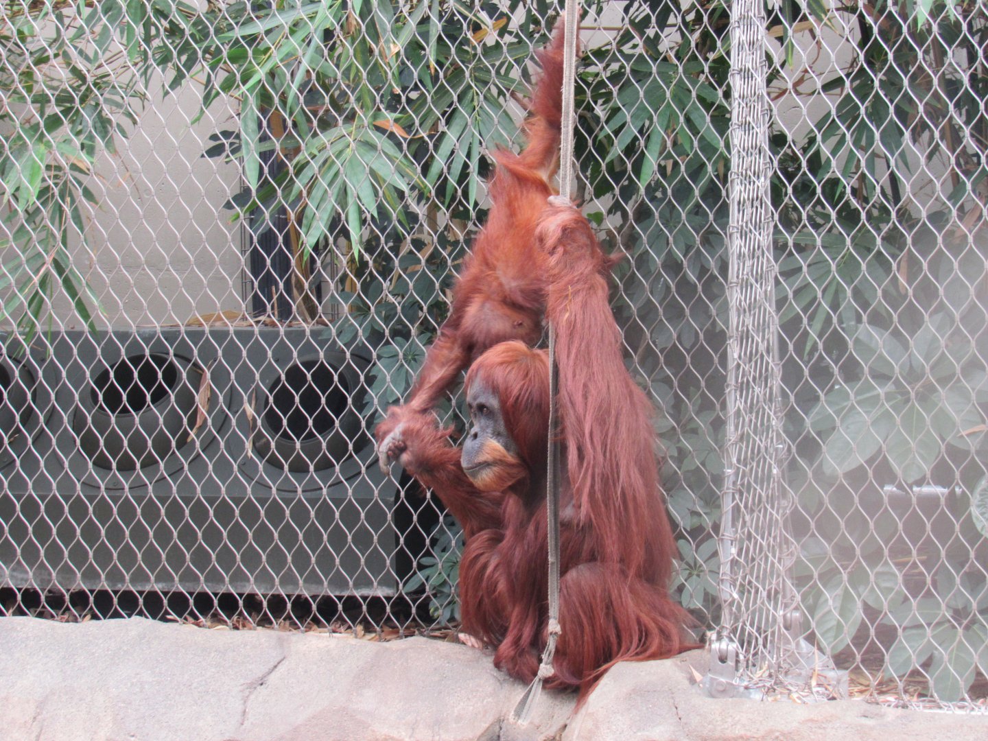 Sumatran orangutan