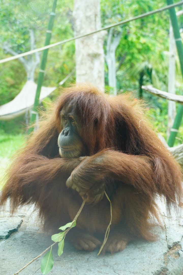 Sumatran Orangutan