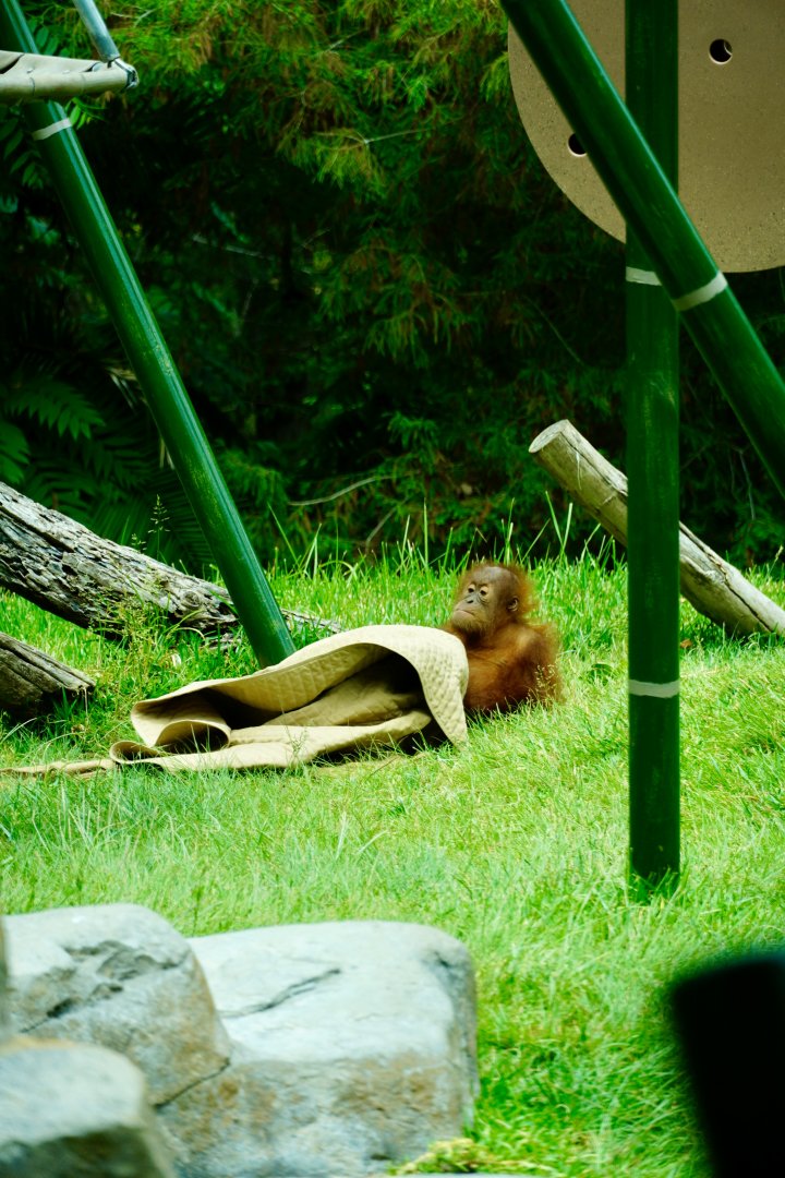 Sumatran Orangutan