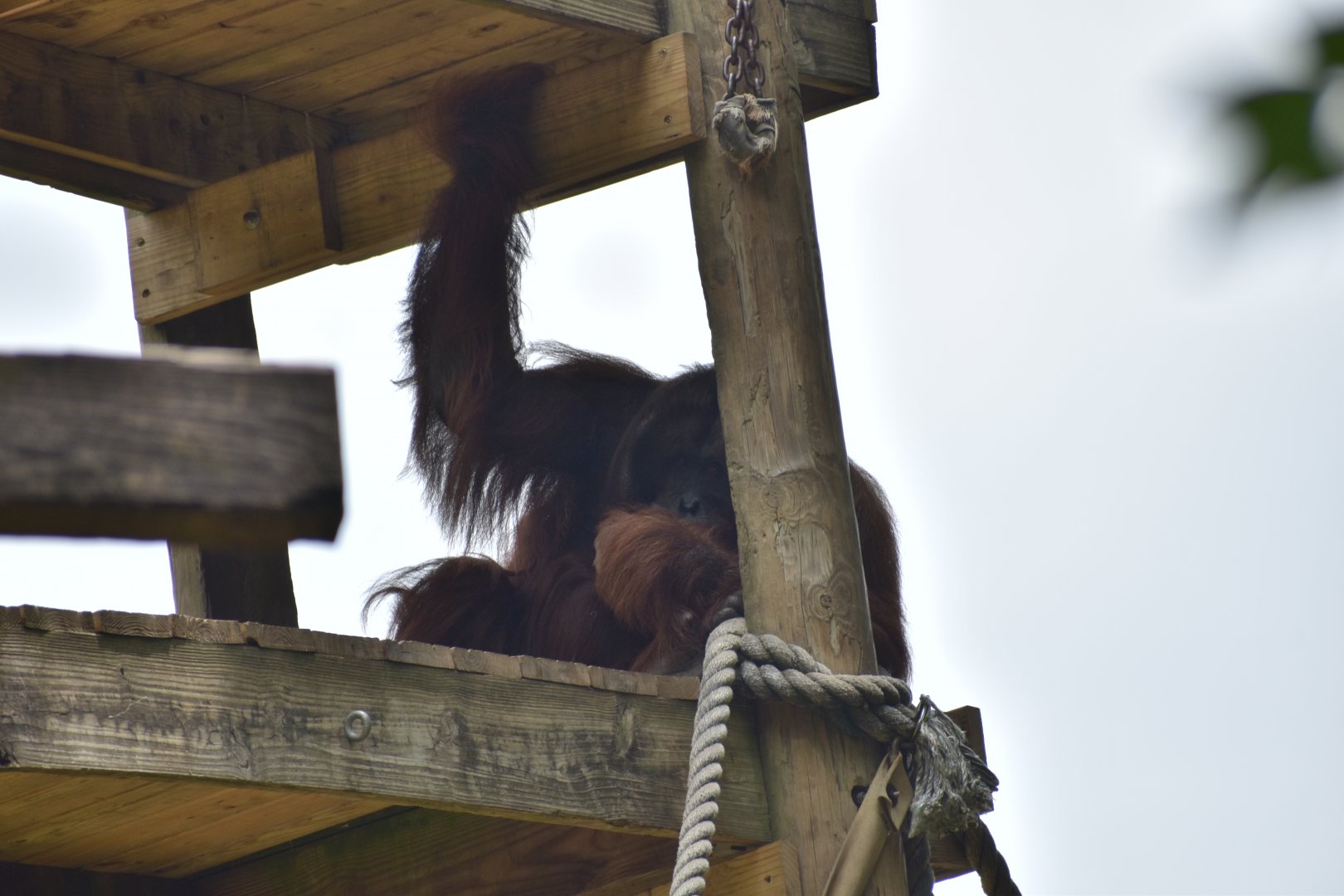 Sumatran Orangutan