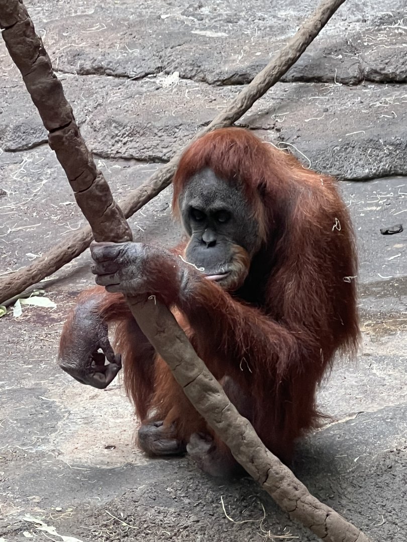 Sumatran Orangutan