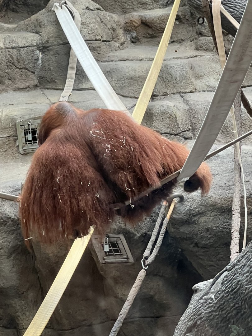 Sumatran Orangutan