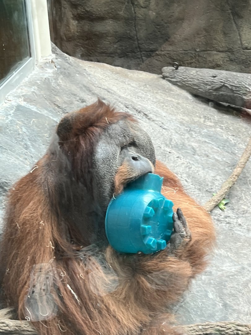 Sumatran Orangutan