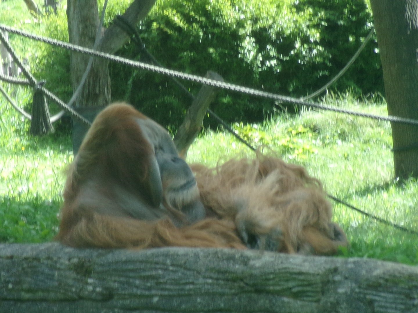 Sumatran orangutan