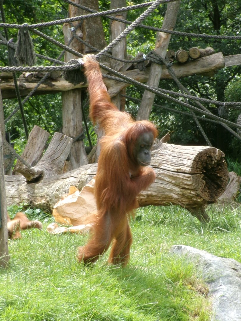 Sumatran orangutan