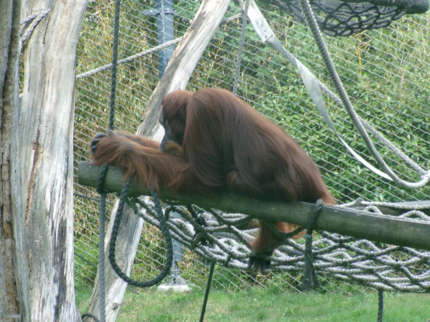 Sumatran orangutan