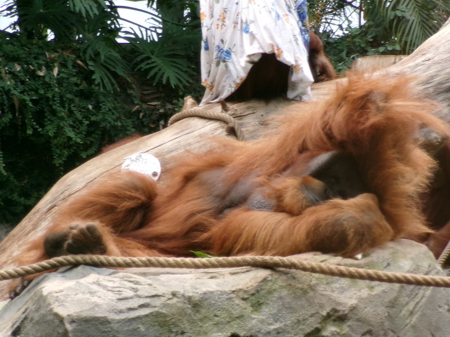Sumatran orangutan