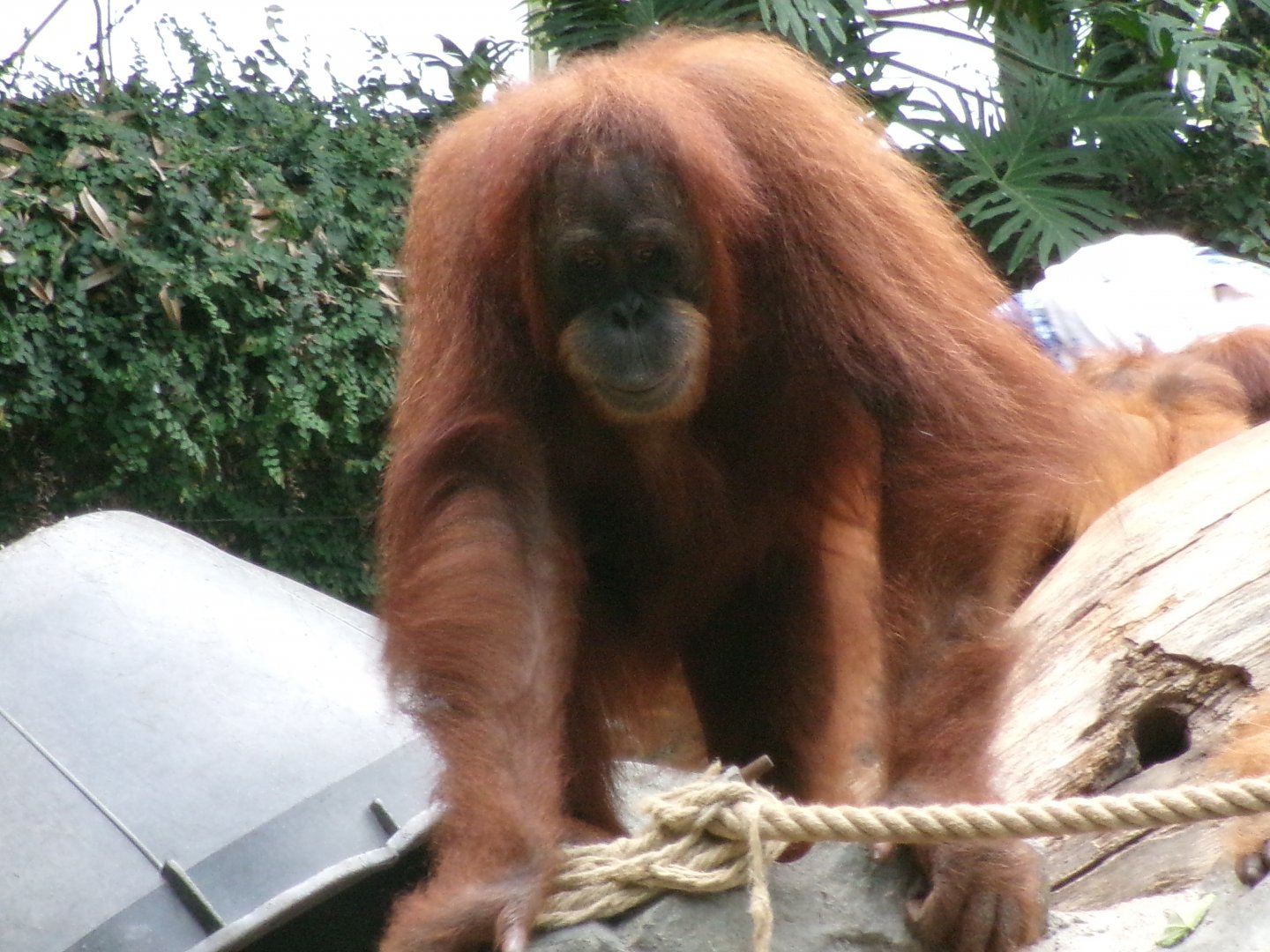 Sumatran orangutan