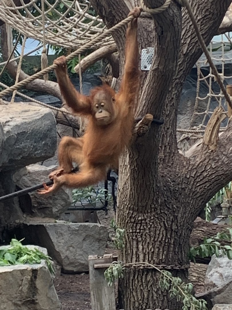 Sumatran orangutan
