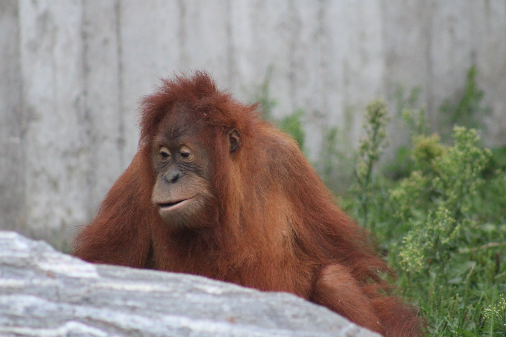 Sumatran orangutan