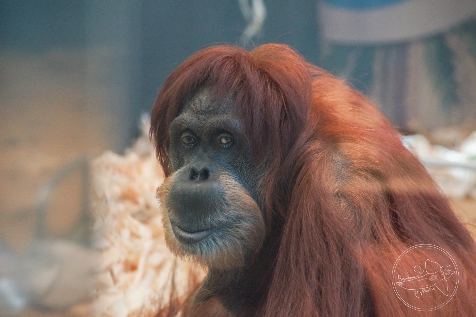 Sumatran Orangutan