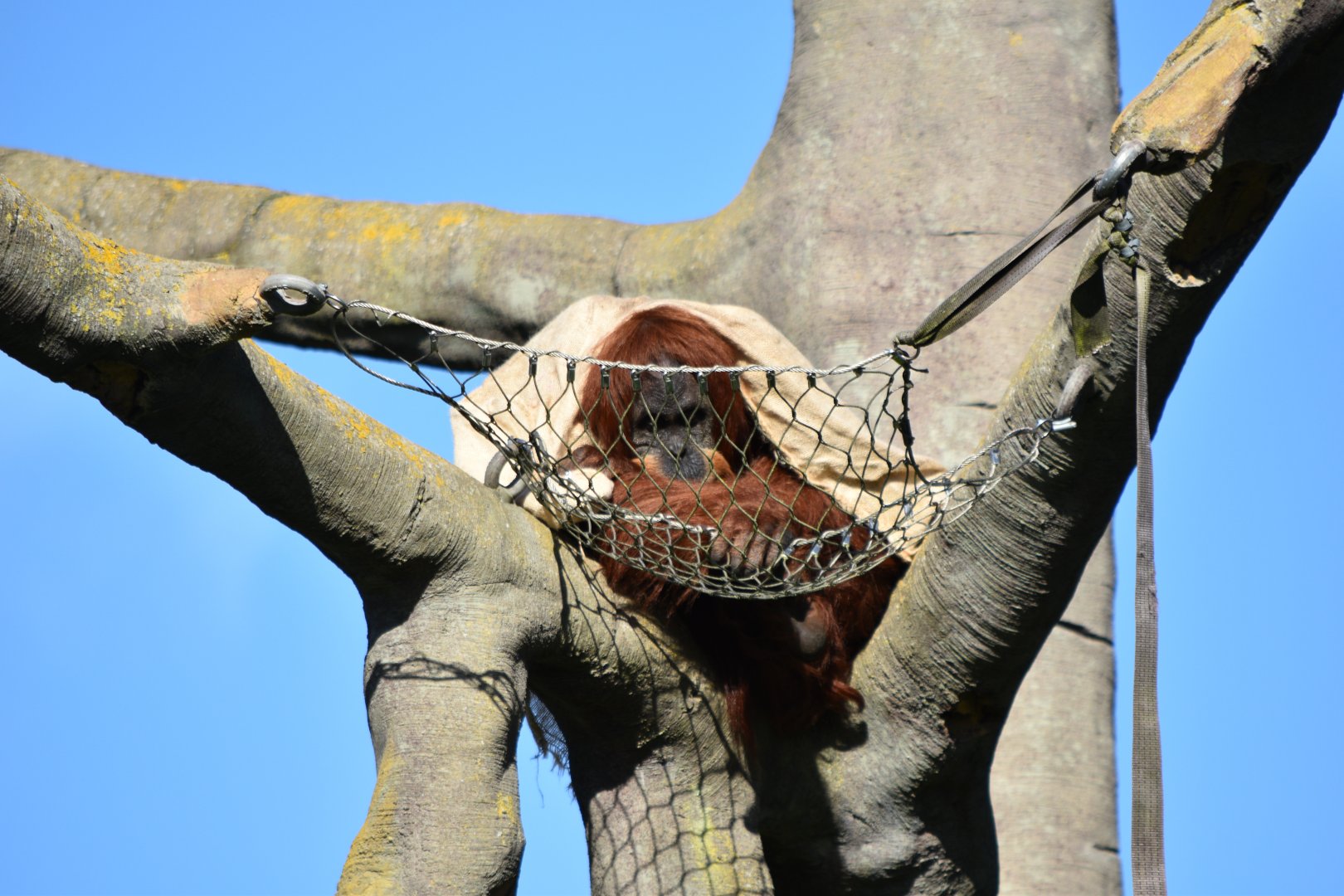 Sumatran orangutan