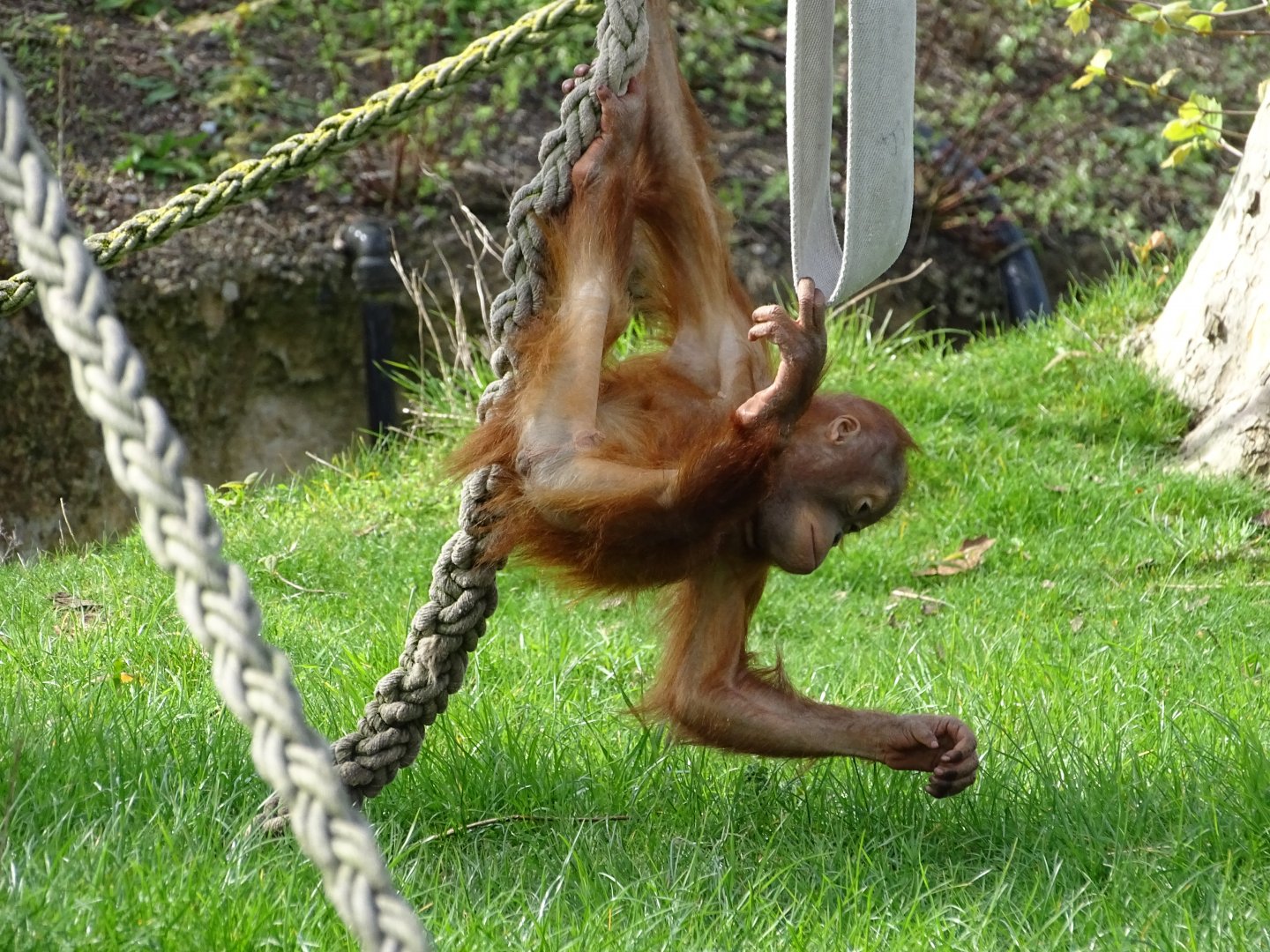 Sumatran orangutan