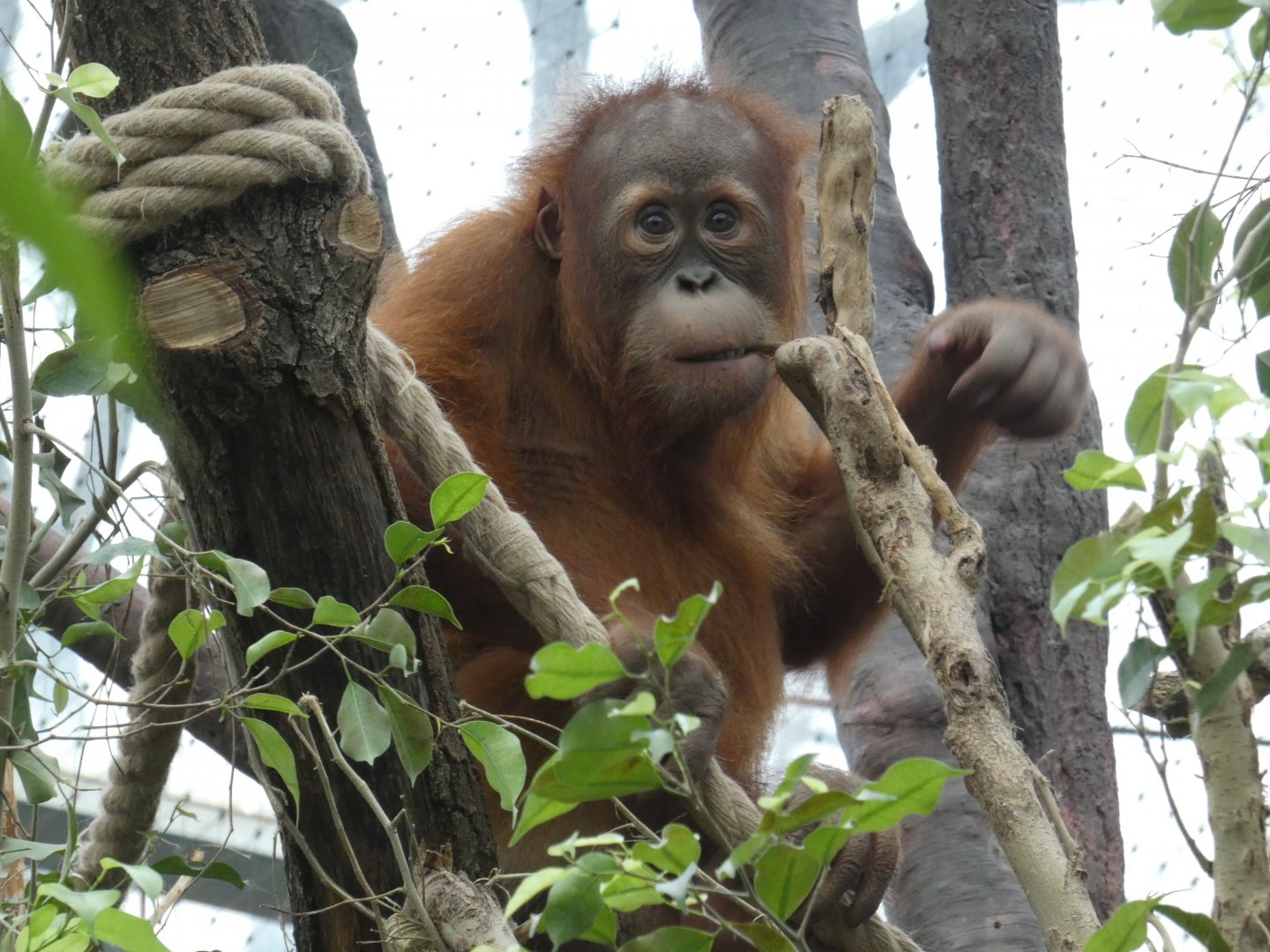 Sumatran orangutan