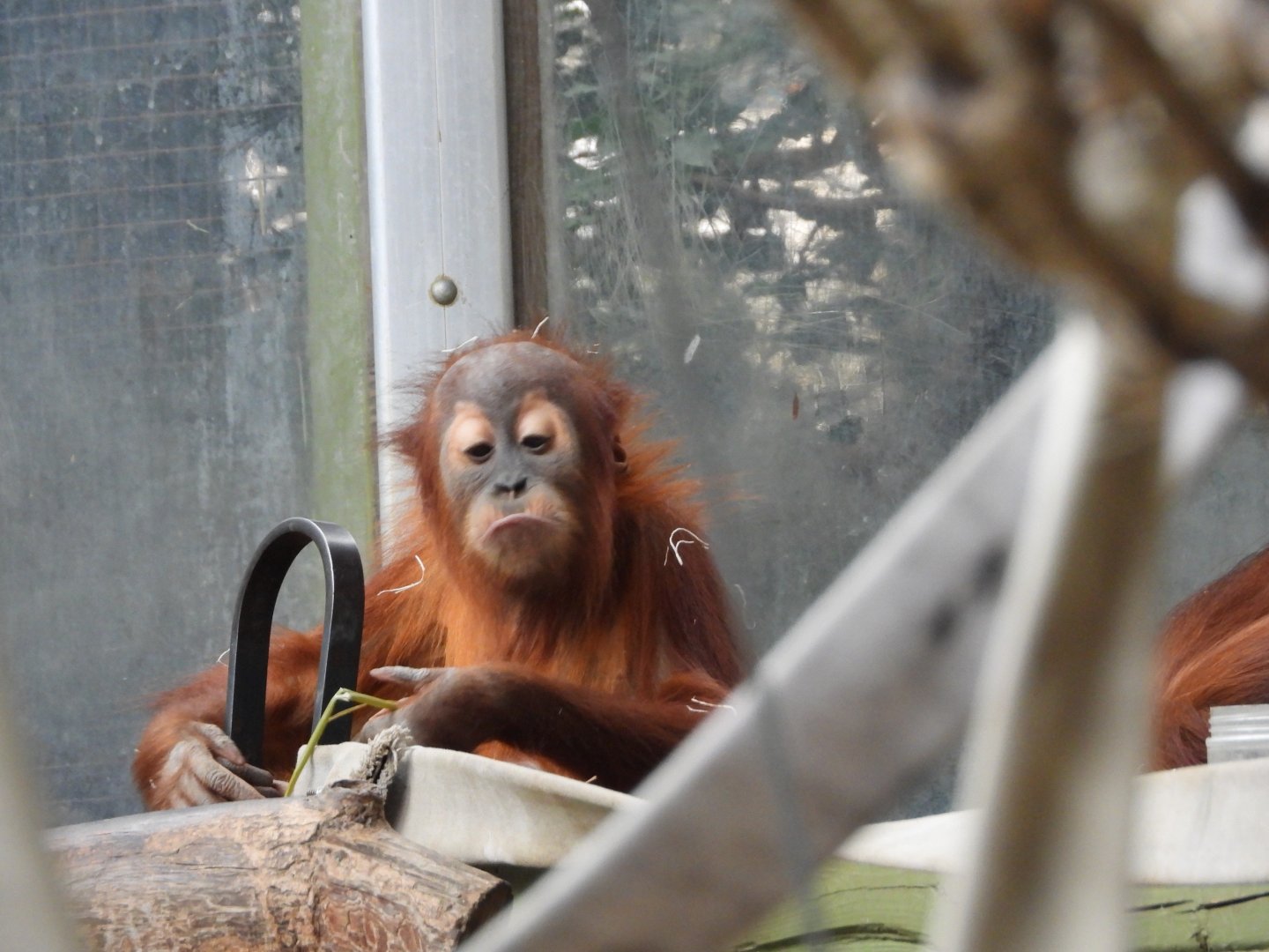 Sumatran orangutan