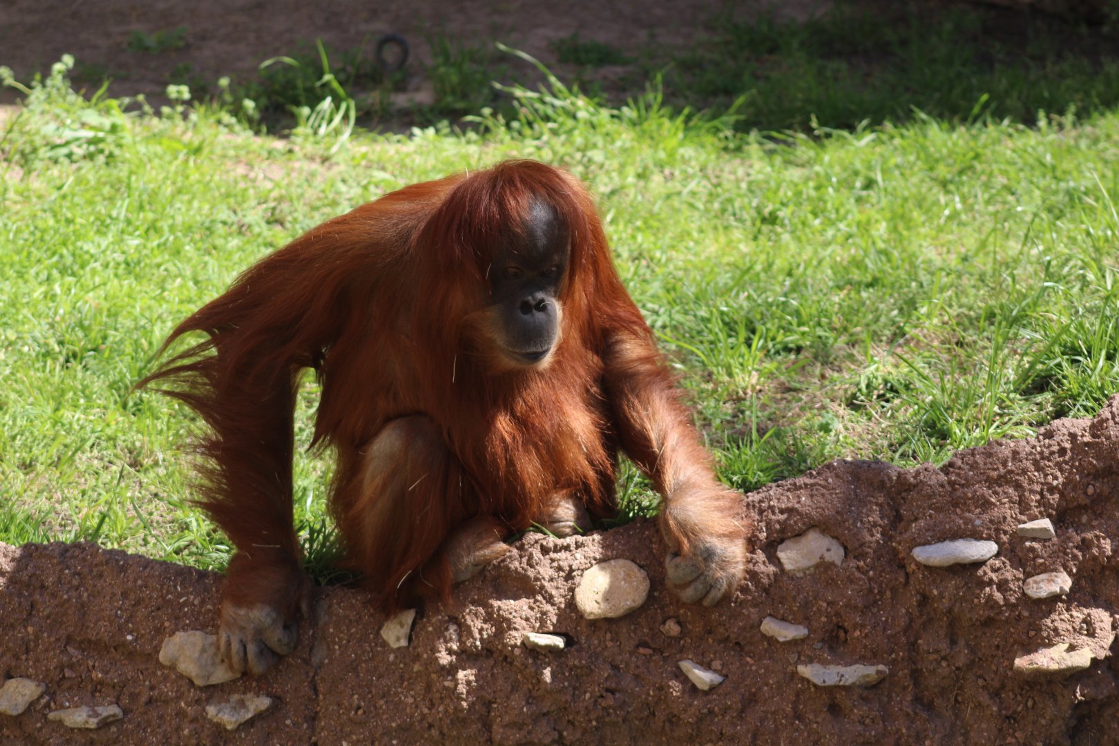 Sumatran Orangutan