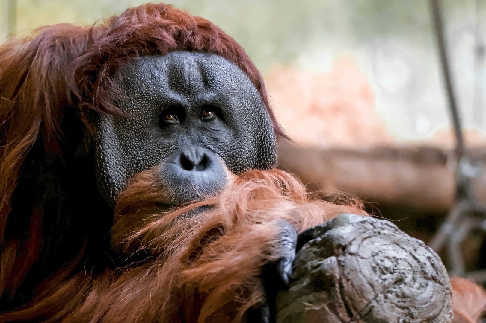 Sumatran orangutan