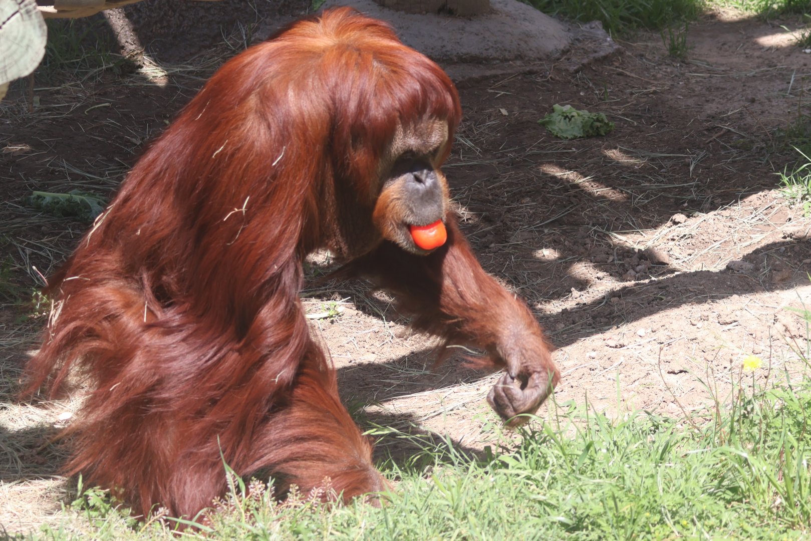 Sumatran Orangutan
