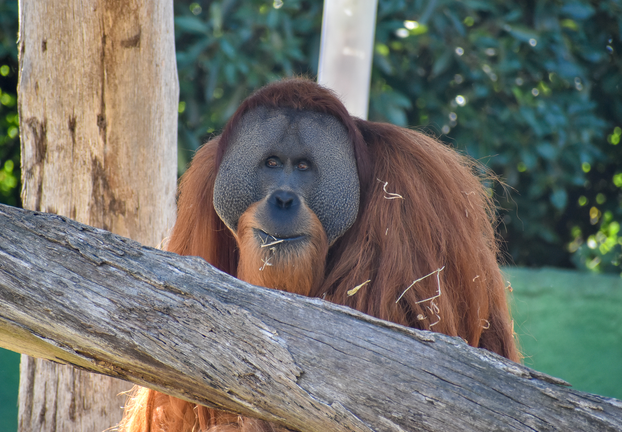 Sumatran Orangutan