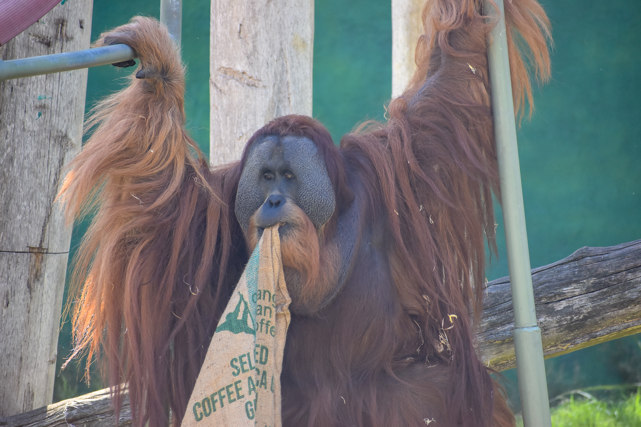 Sumatran Orangutan