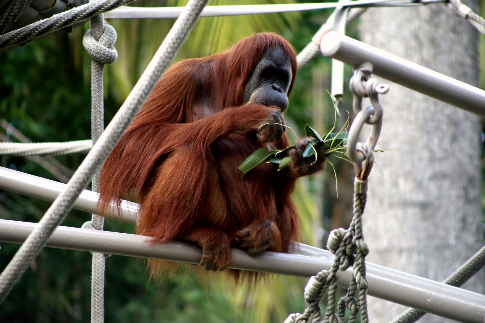Sumatran Orangutan