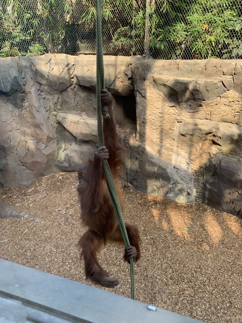 Sumatran Orangutan