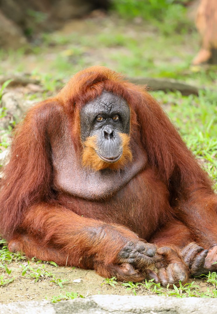 Sumatran orangutan