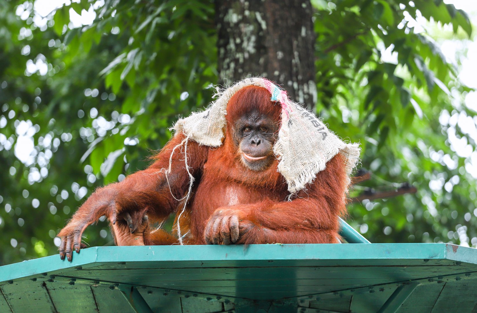 Sumatran orangutan