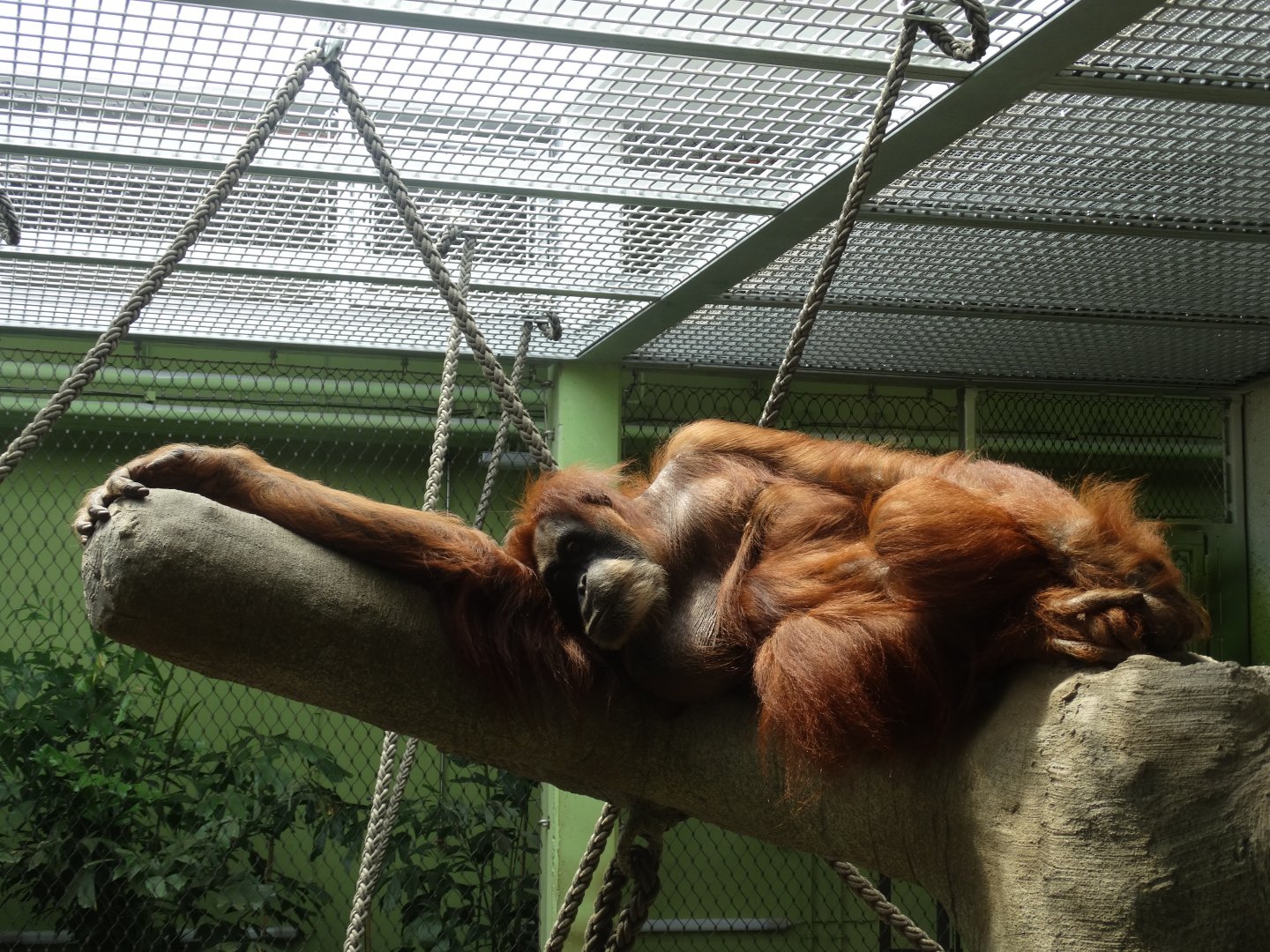 sumatran orangutan