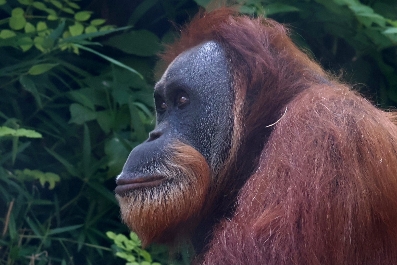 Sumatran orangutan