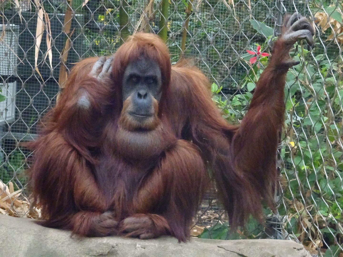 Sumatran orangutan